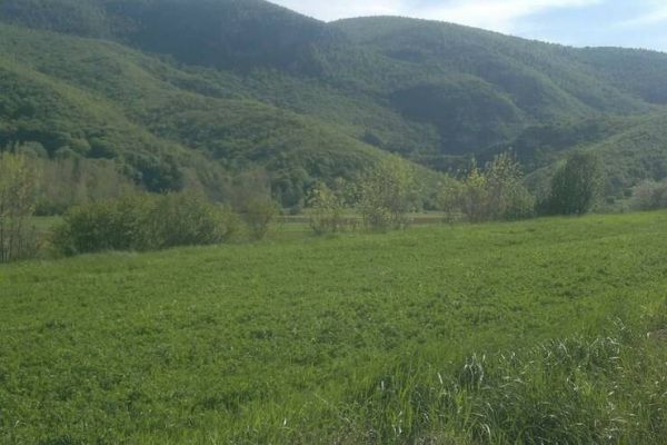 Na prodaju livada sa šumom na Ozrenu kod Sokobanje